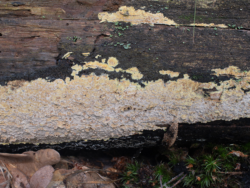 Amylocorticium canadense